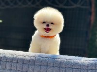 Yavru Pomeranian Boo Köpekler