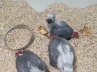 Orman Bakanlığı Belgeli Yavru Evcil Jako Papağanı