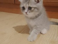 55 günlük dişi british shorthair