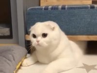 9 Aylık Kar Beyaz Scottish Fold