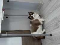 Şecereli ragdoll kızımız yeni yuvasını arıyor