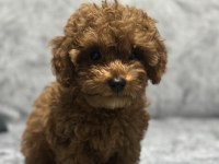 EV ORTAMINDA BÜYÜYEN TOY POODLE YAVRULARIM