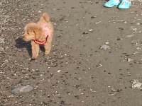 2.5 aylık dişi wc eğitimli poodle