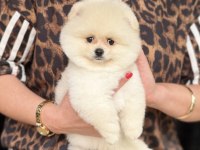 AYI SURAT ERKEK POMERANİAN BOO