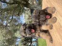 Üst Düzey Alman Çoban Köpeği Yavrular
