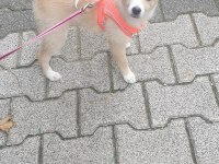 Minik spitz kızımız