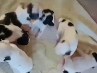 KALİTELİ FRENCH BULLDOG YAVRULAR