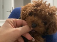 TOY POODLE BEBEKLERİM