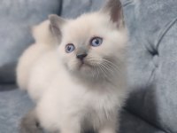 BLUE POİNT YAVRU KEDİLER