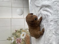 TEACUP VE 0 NO MALTİPOO BEBEKLERİM