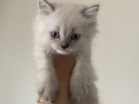 British Longhair Blue Point 1.5 aylık