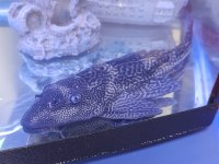 DEV LEOPAR VATOZ 24 CM SAĞLIKLI