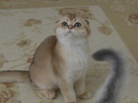 Golden scottish fold erkek yavru