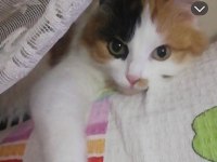 Kedi mi sahiplendiriyorum ücretsiz