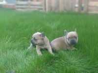 French bulldog yavrularımız
