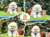Show Kalite Pomeranian Boo Yavrular