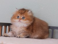 Safkan British longhair erkek