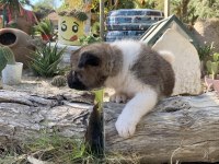 AMERİKAN AKİTA KÖPEĞİ