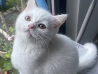 Oyuncu güzel british shorthair kız