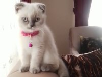2.5 aylık dişi blue point ayı surat yavru scottish fold