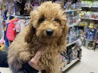 Uyguna 3 Aylık Erkek Toy Poodle