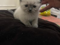 Sevimli british shorthair oğlumuz yeni yuvasını arıyor