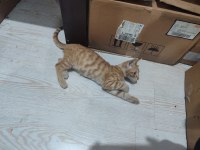 Sarman 2 Aylık Erkek Aydın Merkez