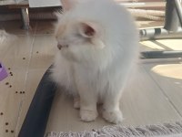 Kediler yeni ailesini arıyor