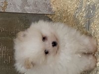 Orjinal Ayı Surat Pomeranian Boo Yavrular