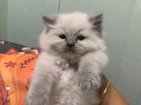 British Longhair 50 Günlük