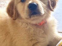 Golden Retriever Safkan