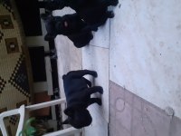 Safkan anne ve babadan french bulldog