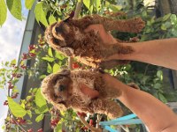 Maltipoo üst kalite yavrular