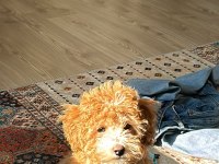 4 aylık yavru toy poodle