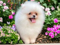 Pomeranian boo teacup