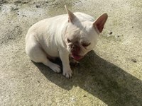 İsabell Carier Platin Crem French Bulldog