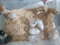 Uygun fiyatlı suriye hamster