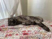 11 Aylık Gri Çizgili Scottish Fold