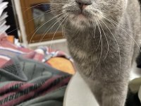 Küçük scottish fold bebeğim yuva arıyor