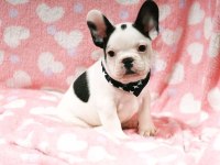 FRENCH BULLDOG YAVRULARI