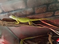 Lime İguana