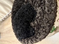 Toy poodle 2 aylık erkek çok akıllı wc eğitimli