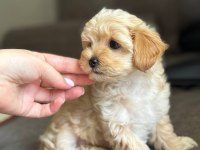 Maltipoo Bebekler
