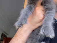 6666 Polydactly DEV XXXL ERKEK MAİNE COON