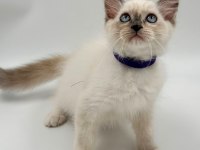 RAGDOLL BEBEK KEDİLER