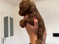 Minicik yavru toy poodle köpekler