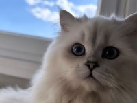 British longhair Kızımıza yuva