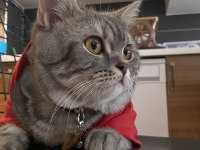 British shorthair duman yeni yuvasını bekliyor