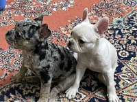 Egzotik French Bulldog Yavrular
