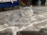 2 Aylık Safkan British Shorthair Yuva Arıyor